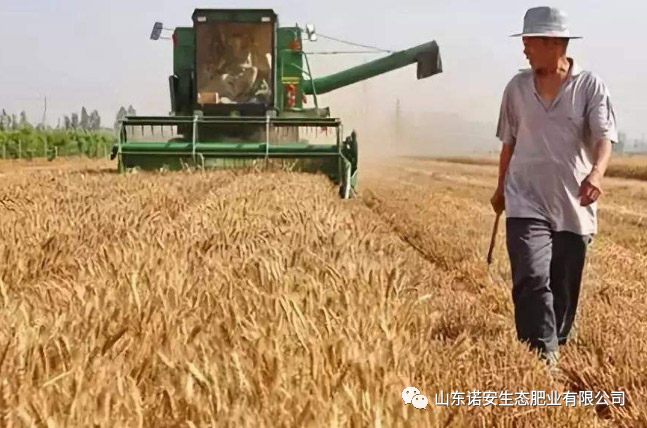 麻豆免费视频小麥專用肥花開晉魯冀大地 麻豆免费视频小麥專用肥花開晉魯冀大地
